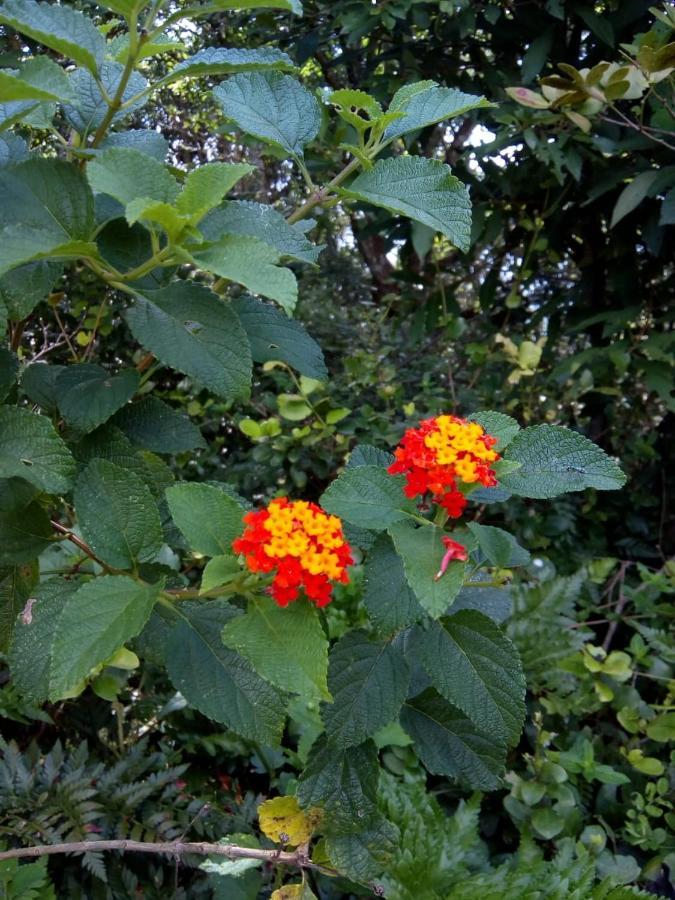 Flor Do Leste Florianópolis Dış mekan fotoğraf
